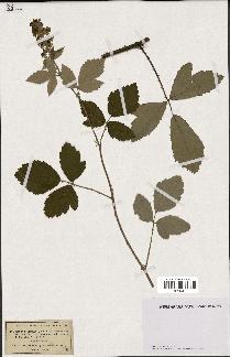 spécimen de Rubus tomentosus