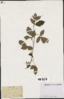 spécimen de Rubus tomentosus