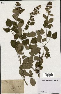 spécimen de Rubus lloydianus