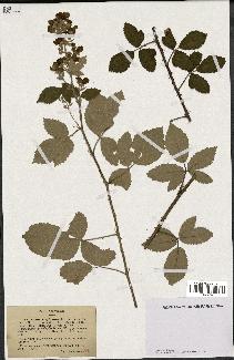 spécimen de Rubus lloydianus