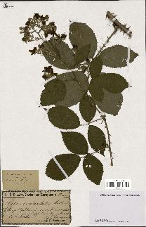 spécimen de Rubus geniculatus