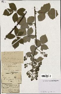 spécimen de Rubus chnoophyllus