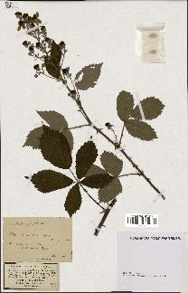 spécimen de Rubus candicans