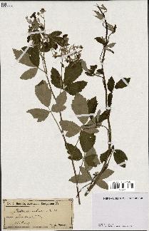 spécimen de Rubus tomentosus