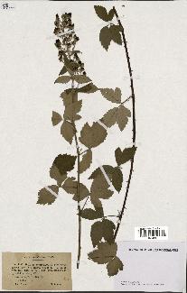 spécimen de Rubus tomentosus