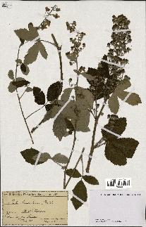 spécimen de Rubus tomentosus