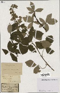 spécimen de Rubus tomentosus