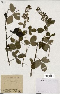 spécimen de Rubus tomentosus