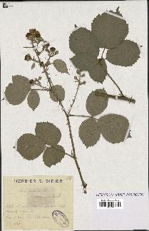 spécimen de Rubus vestitus