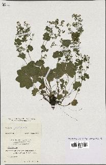 spécimen de Alchemilla glabra