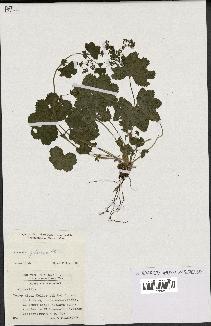 spécimen de Alchemilla glabra