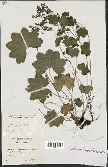 spécimen de Alchemilla glabra