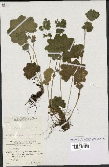 spécimen de Alchemilla xanthochlora