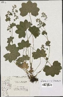 spécimen de Alchemilla glabra