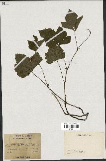 spécimen de Rubus saxatilis