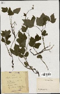 spécimen de Rubus saxatilis