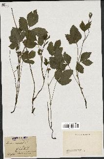 spécimen de Rubus saxatilis