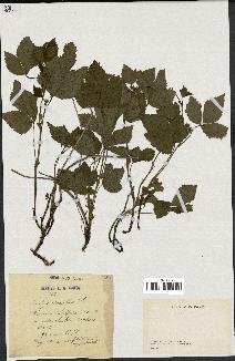 spécimen de Rubus saxatilis