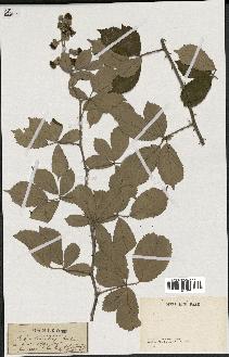 spécimen de Rubus tomentosus
