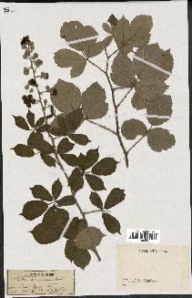 spécimen de Rubus tomentosus