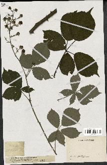 spécimen de Rubus clethrophilus