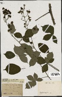 spécimen de Rubus clethrophilus