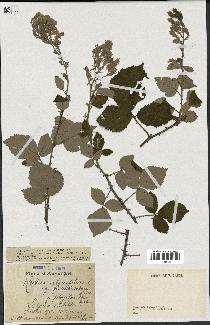 spécimen de Rubus ulmifolius