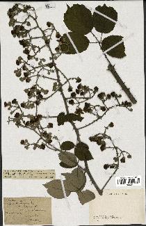 spécimen de Rubus ulmifolius