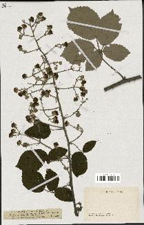 spécimen de Rubus ulmifolius