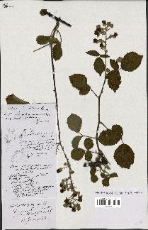 spécimen de Rubus obtusatus