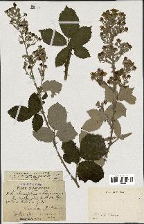 spécimen de Rubus nothus