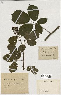 spécimen de Rubus majusculus