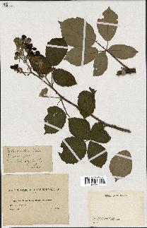 spécimen de Rubus lacertosus