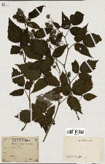 spécimen de Rubus idaeus