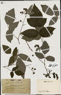 spécimen de Rubus idaeus
