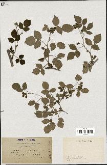 spécimen de Rubus idaeus