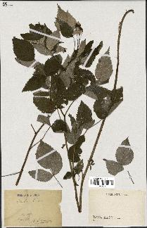 spécimen de Rubus idaeus