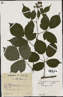 spécimen de Rubus fuscus