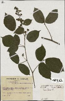 spécimen de Rubus foliosus