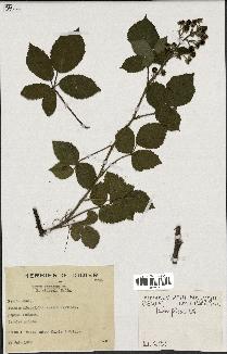 spécimen de Rubus foliosus