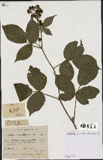 spécimen de Rubus macrophyllus