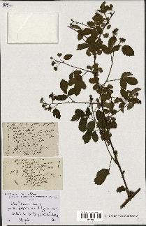 spécimen de Rubus divaricatus