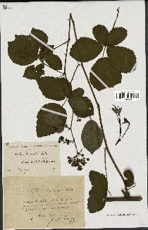 spécimen de Rubus divaricatus