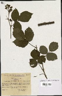 spécimen de Rubus macrophyllus