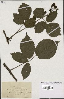 spécimen de Rubus macrophyllus