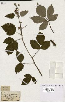 spécimen de Rubus thyrsoideus