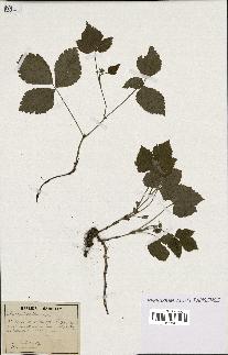 spécimen de Rubus saxatilis