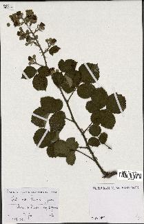 spécimen de Rubus vestitus