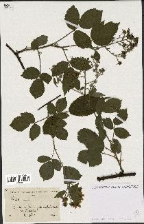 spécimen de Rubus sp.