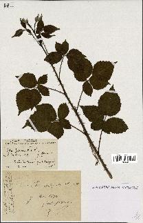 spécimen de Rubus fastigiatus